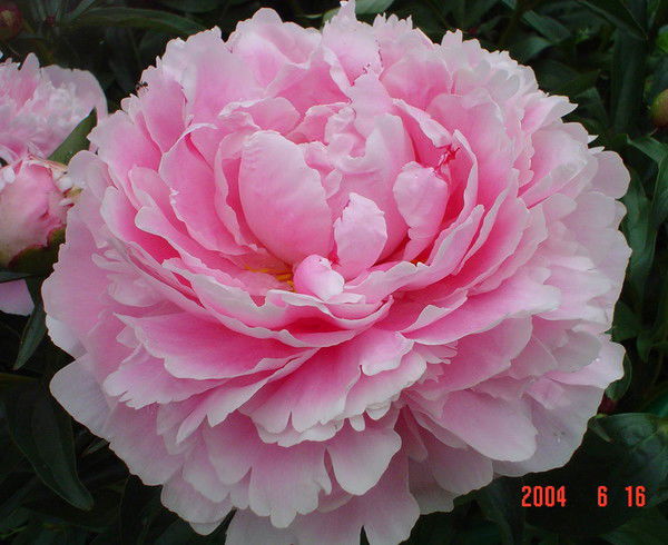 Яна Комаренко