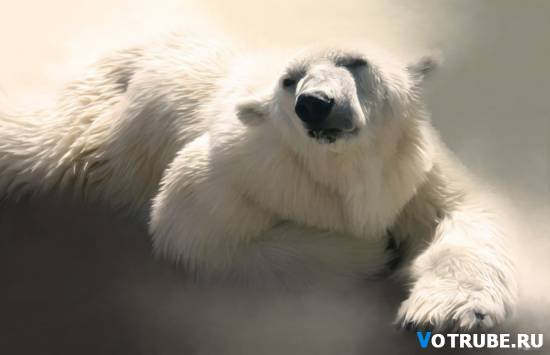 Никита Шиховцов