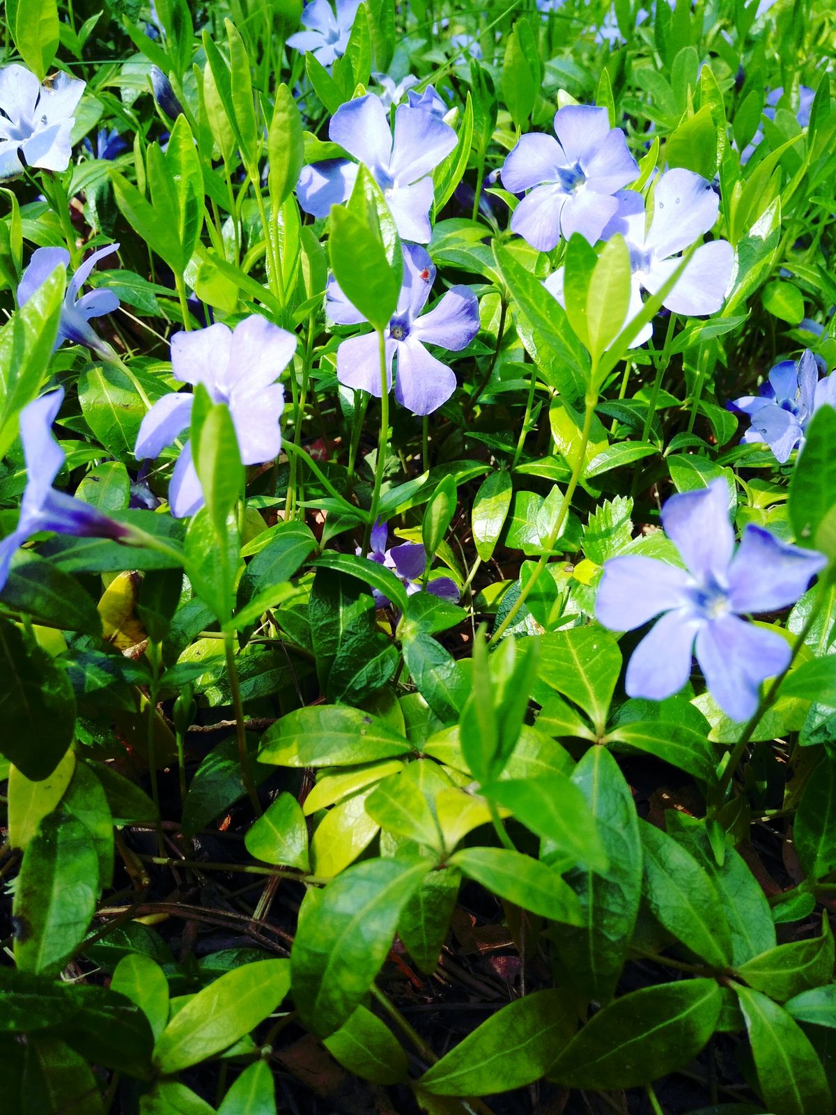 Люба Высоцкая