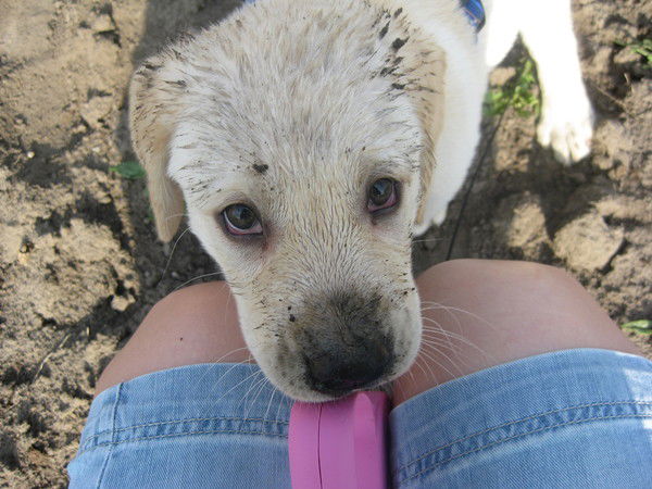 Александр Милицкий