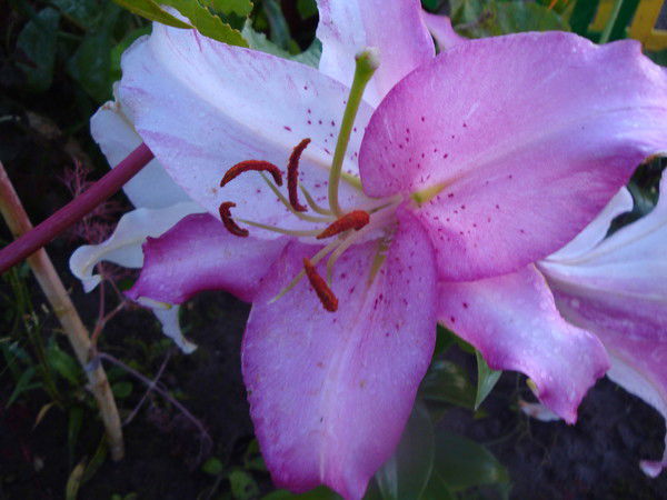 Масленникова Наталья