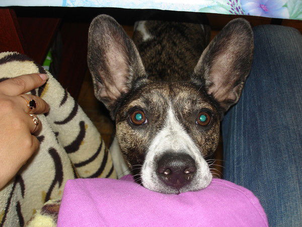 Антон Азаркин