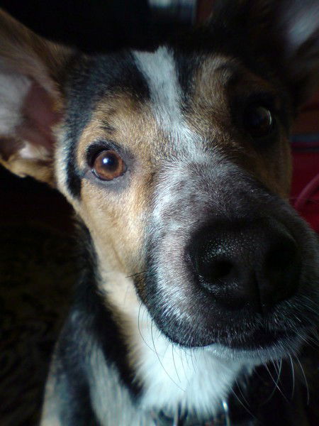 Кузьмич Петрович