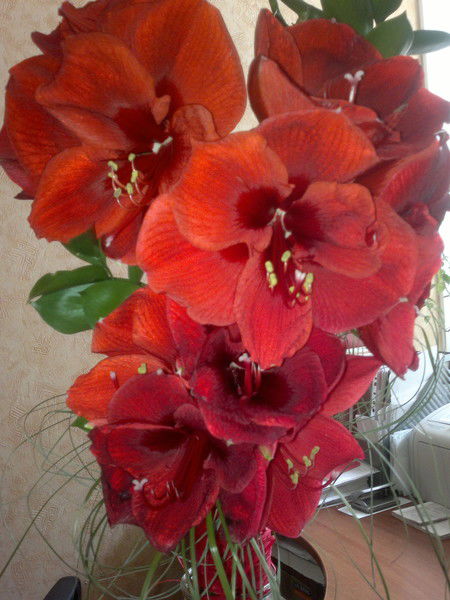 Римма Минина