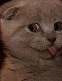 Светлана Ващилко