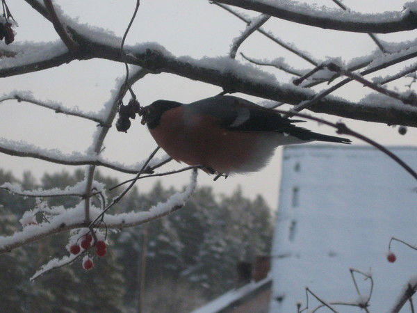 Успенская Лариса