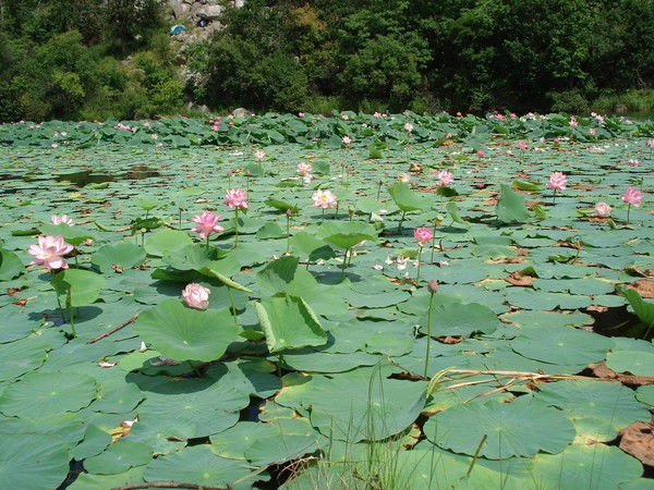 Игорь Золотов