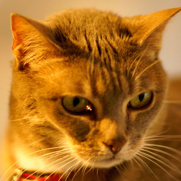 Максим Бабак