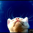 Cat Dancer