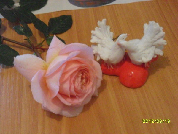 Галина Мартыновская