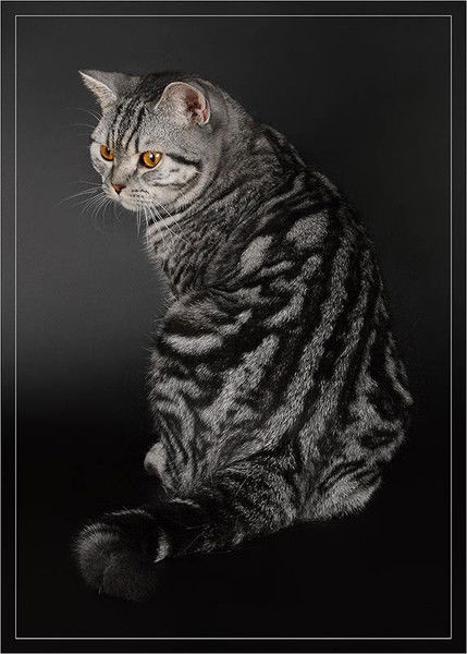 Елена Абрамчук