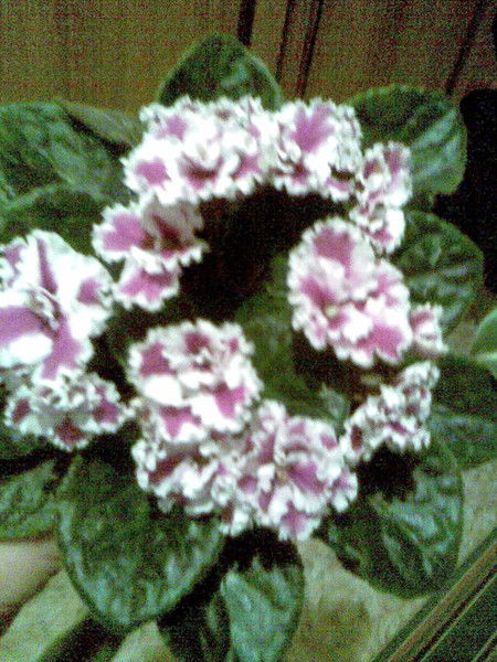 Ирина Грачева