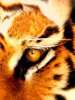 Павел Ласка