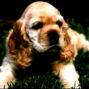 Владимир Дьяченко