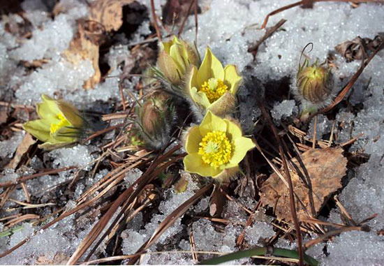 Маэстро Корбоне