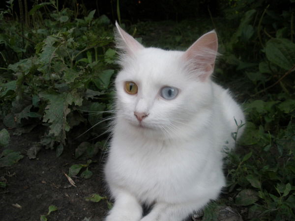 Иван Иванов