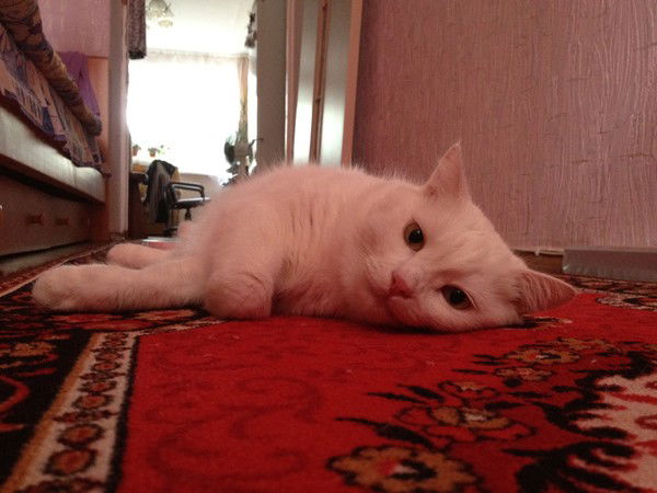 Андрей Бычков