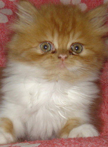 Ирина Сизова