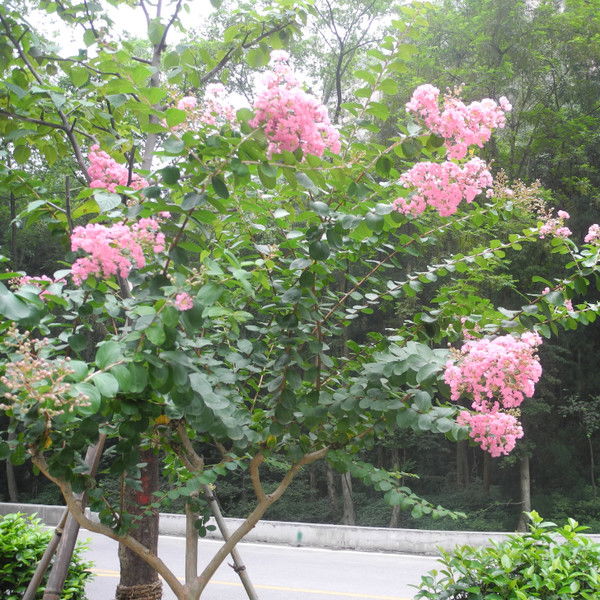 Наталья Пикунова