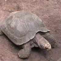 Илья Воякин