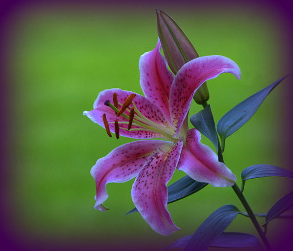 Юлия Гиревая (Андропова)