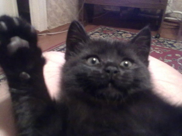 Катриона Ларина