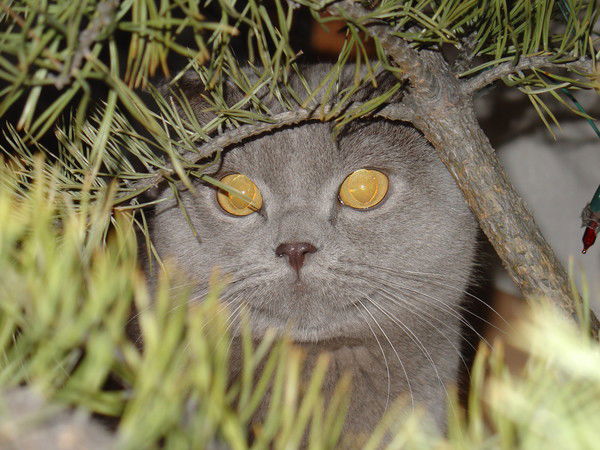 Галина Ломакова