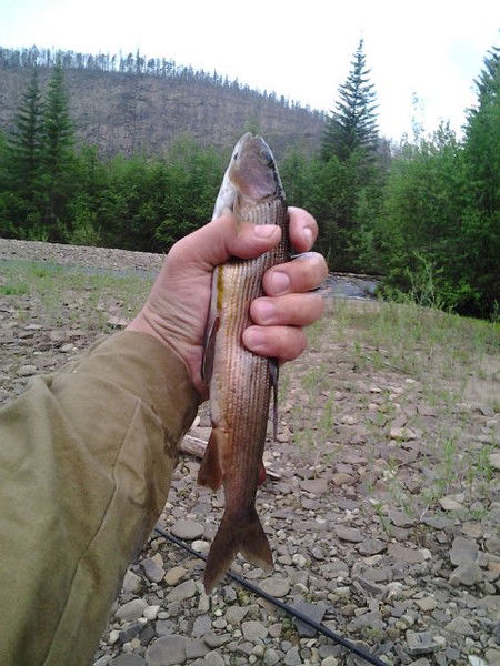 Хариус Якутович