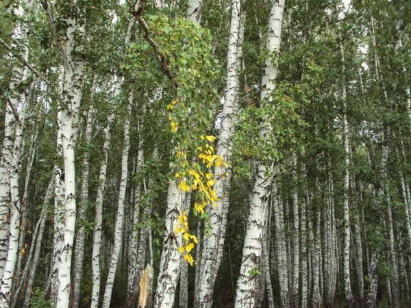 Людмила Топчиенко