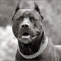 Никита Сидоров