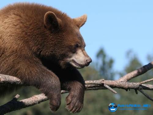 Дмитрий Вильчинский
