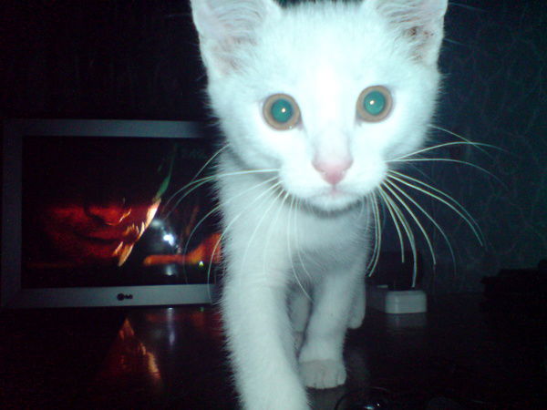 Светлана Федянина