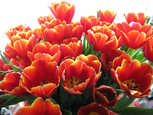 Татьяна Лапшина