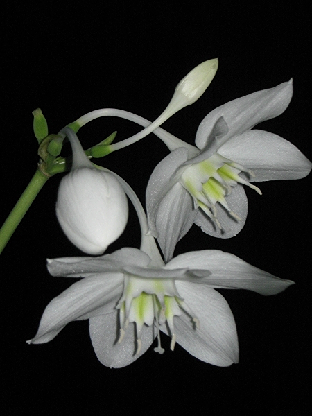 Нурфия Махмудова