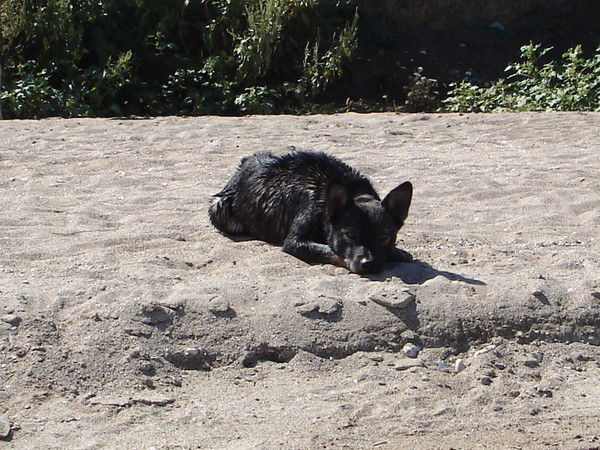 Сергей Куликов