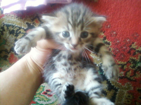 Вадим Корнилов