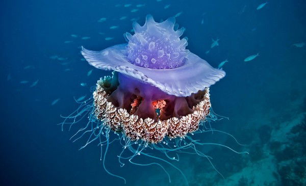 Ольга Яблочкина