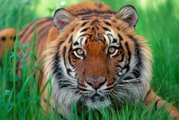 Лилия Беленькая