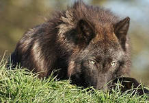 Сергей Войтенко