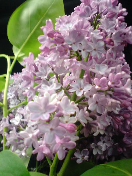 Светлана Антоненко