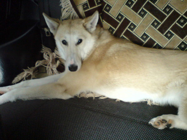 Василий Пешков