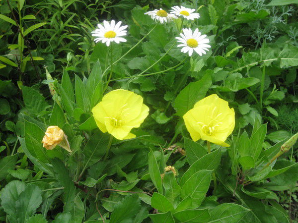 Татьяна Липухина