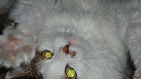 Ольга Голяш