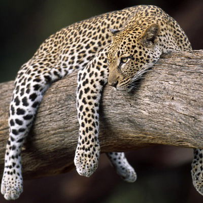 Володя Кузьменко