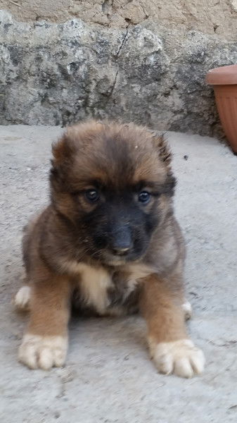 Дилмуханмет Айдарбеков