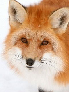 Александра Гибадуллина