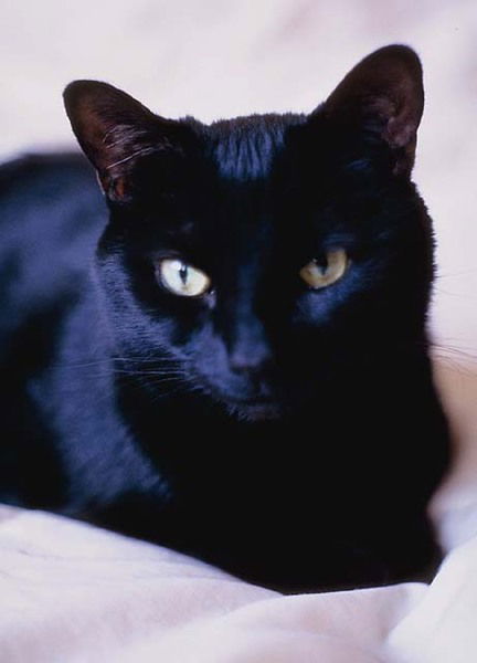 Ольга Спиченкина