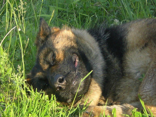 Александр Анохин