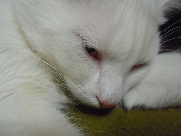 Владимир Солодкин