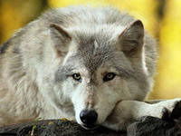 Волчонок Волчица